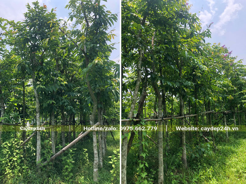 Vườn dâm ủ số lượng lớn cây Bằng Lăng công trình cao khoảng 4m