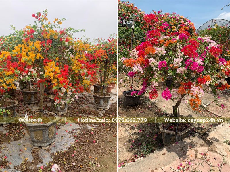 Cây hoa Giấy kích thước nhỏ, trồng trong chậu lục giá bằng đá tự nhiên cao cấp