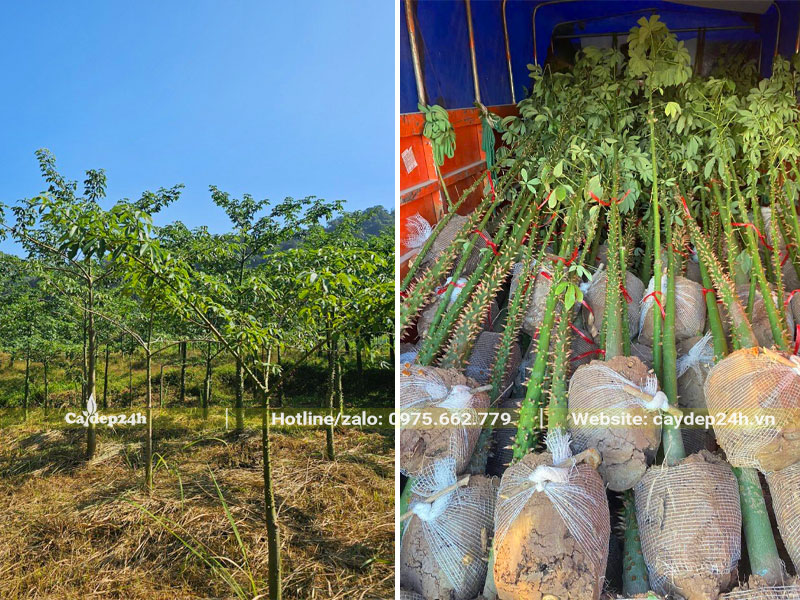 Xếp hàng chục cây Mỹ Nhân đường kính gốc 7 - 9cm lên thùng xe tải