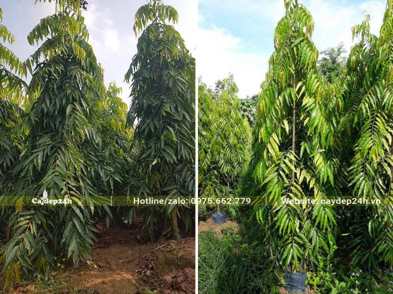 Nhà vườn dưỡng số lượng lớn cây Hoàng Nam cao 2 - 3m, đk gốc từ 3 - 5cm