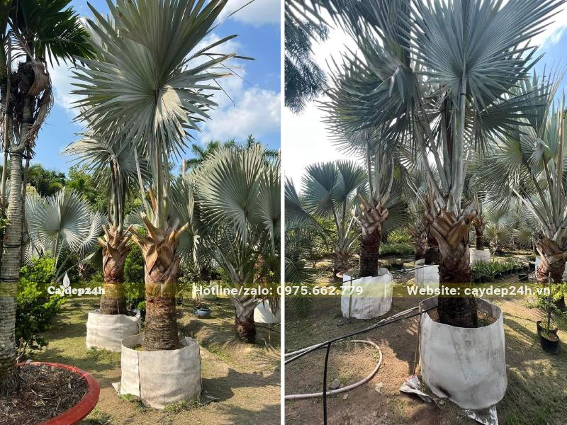 Hàng trăm cây Kè Bạc đẹp, lóng thân cao 1m, đã dâm ủ kỹ