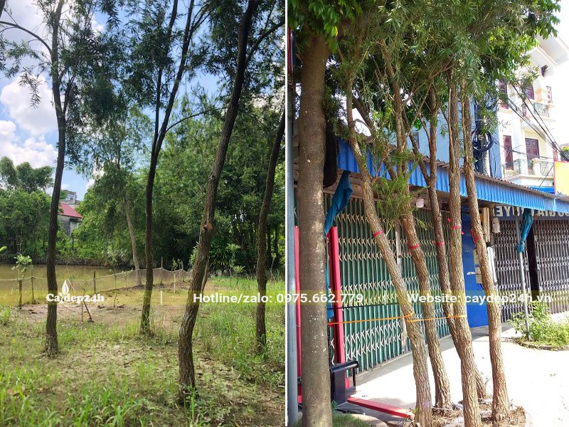 Cây Liễu hoa đỏ đánh thẳng, đường kính gốc gần 10cm