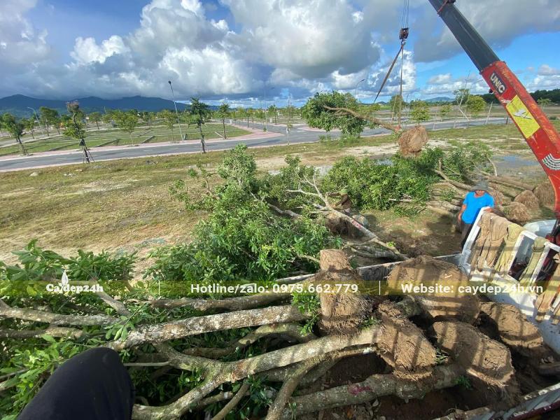 Cùng cần cẩu chuyển từng cây Lộc Vừng từ xe xuống địa điểm trồng