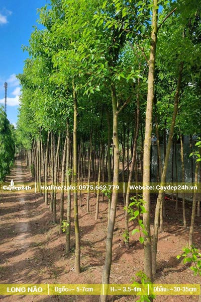 Vườn Long Não công trình trồng từ nhỏ, đã tỉa thưa, cây cao khoảng 3,5m