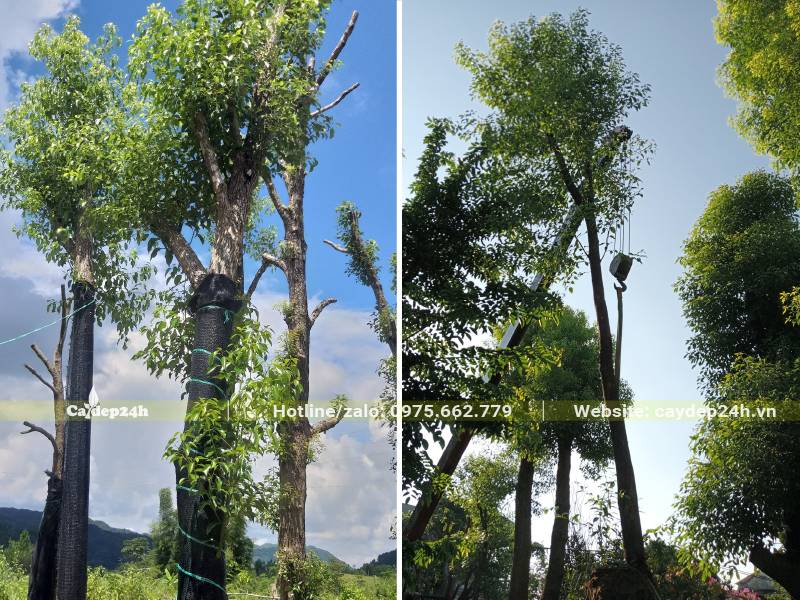 Di chuyển cây Long Não công trình cao 4m lên xe bằng cần cẩu