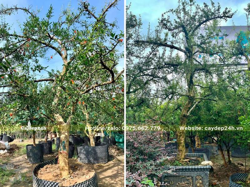 Vườn dâm ủ cây Lựu trong bầu nổi kích thước lớn, đường kính gốc cây khoảng 10 - 15cm