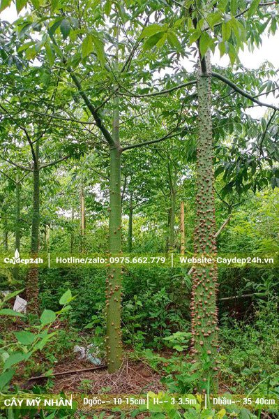 Vườn dưỡng cây hoa Mỹ Nhân số lượng lớn, cây có đường kính gốc từ 10 - 12cm