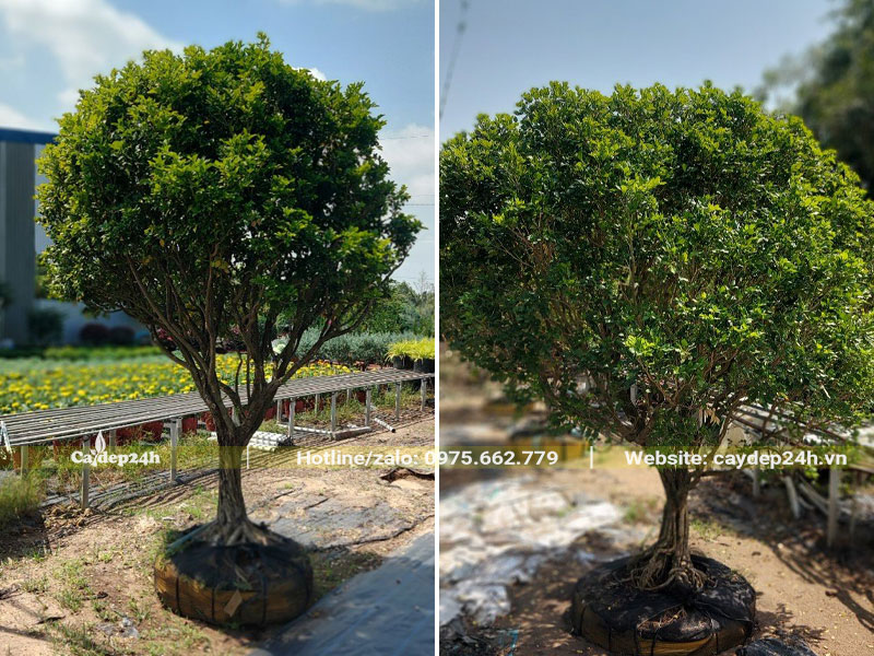 Cây hoa Nguyệt Quế lâu năm chiều cao gần 2m