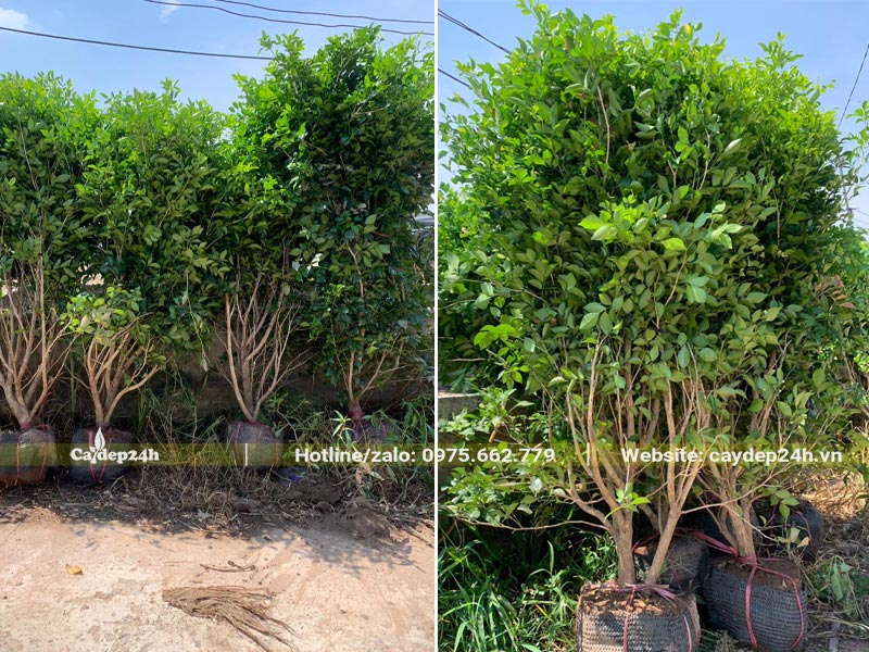 Hàng dâm ủ sẵn trong bầu, chiều cao khoảng 1,5 - 2m