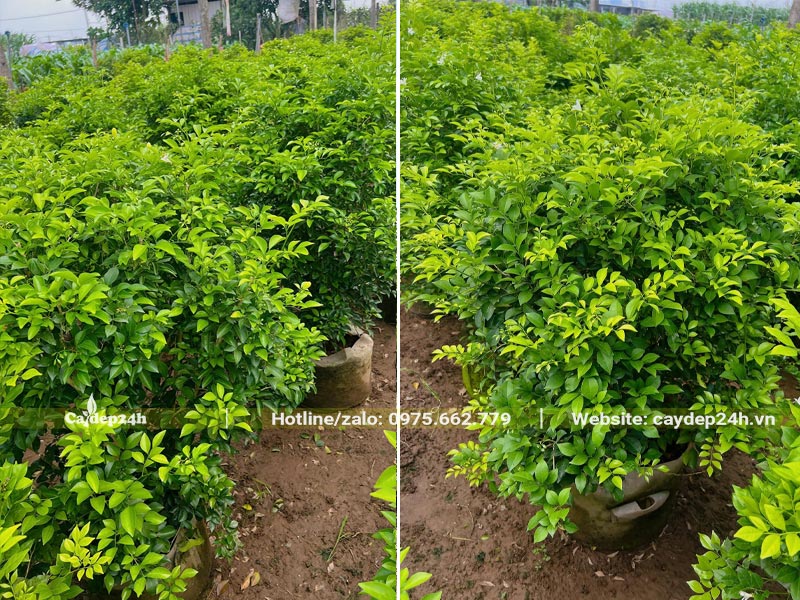 Cây Nguyệt Quế giống nguyên bầu, chiều cao khoảng 50 - 60cm