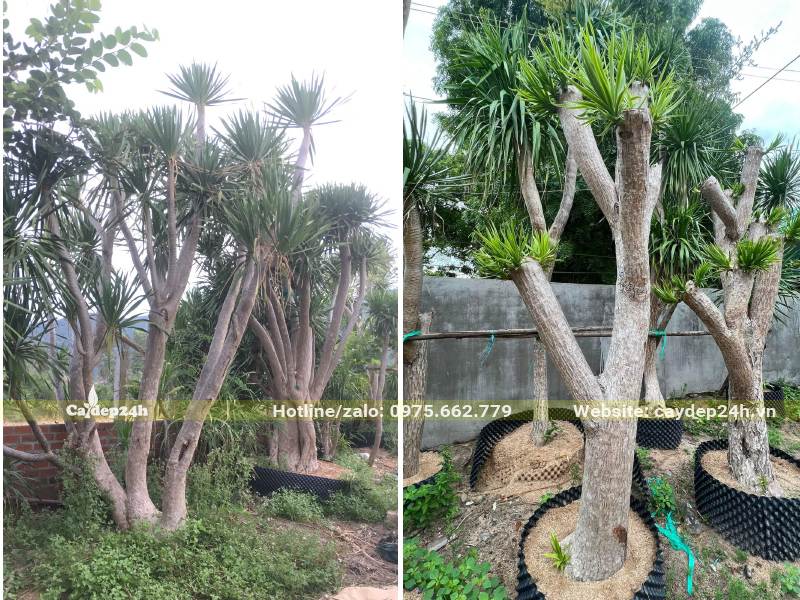 Vườn cây Phát Tài Núi công trình lâu năm, cao 2 - 5m