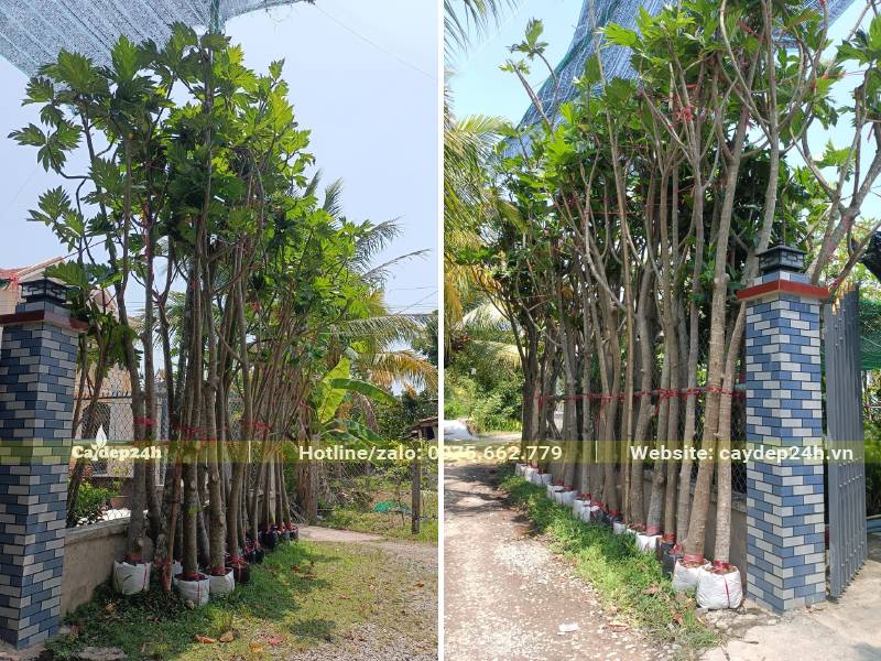 Hàng sa kê mới bứng, chiều cao khoảng 3 - 3,5m