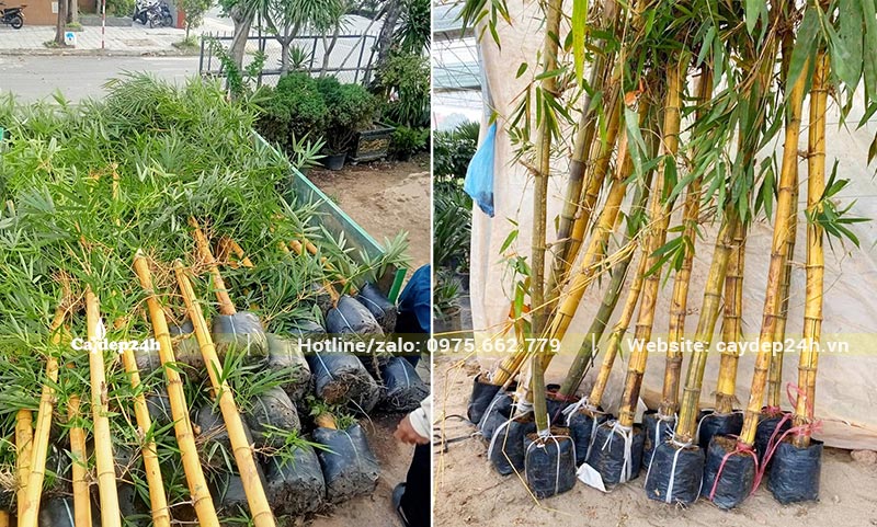 Giao cây Tre Ngà công trình cho khách hàng