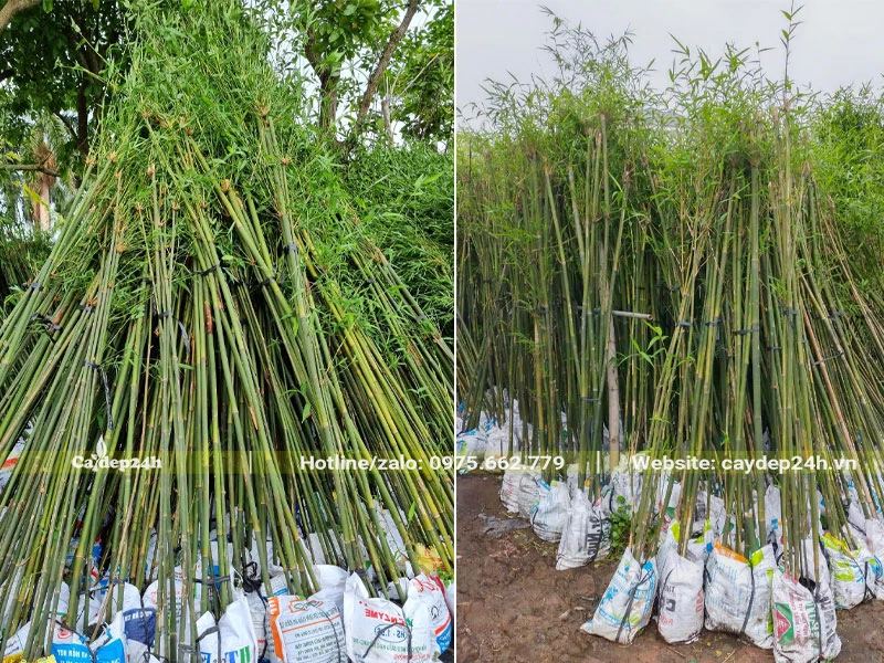 Cây hàng dưỡng số lượng lớn, cứ 5 - 10 cây trong 1 bầu đất