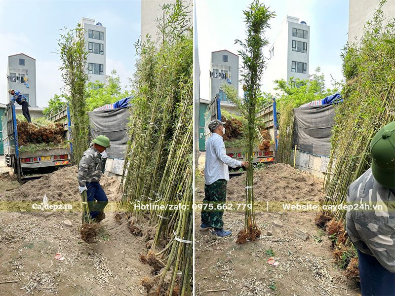 Hàng trăm cây Trúc Quân Tử chiều cao >3m được giao đến công trình tại Hà Nội