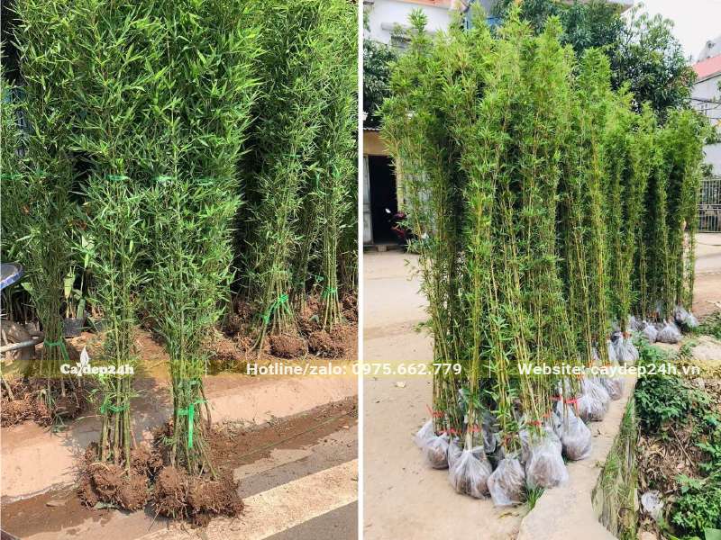 Trúc Quân Tử thu hoạch từ vườn và bố theo từng bó gọn gàng trước khi giao cho khách