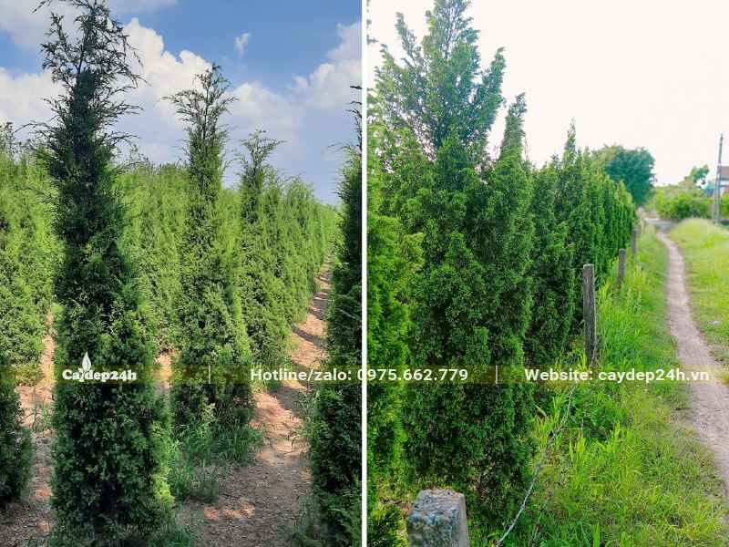 Vườn Tùng Tháp trưởng thành, kích thước đồng đều, dáng tháp đẹp