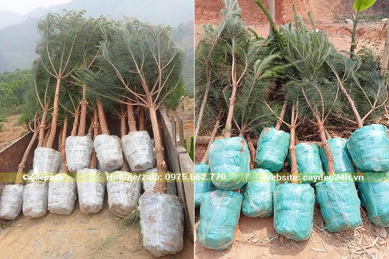 Cây Thông Caribe 3 - 4 năm tuổi, đã bứng bầu và bọc cẩn thận