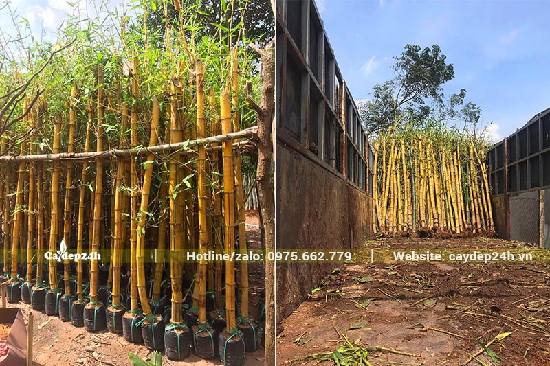 Tre Vàng cao 2m, chuyển từ nhà vườn lên xe