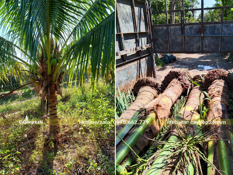 Vận chuyển giao cây Dừa tận nơi cho khách hàng, cây lóng thân cao gần 1m