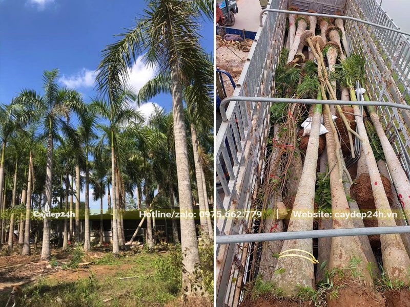 Chuyển cây Cau Vua từ vườn trồng lâu năm lên xe đầu kéo dao cho khách ở Hà Tĩnh