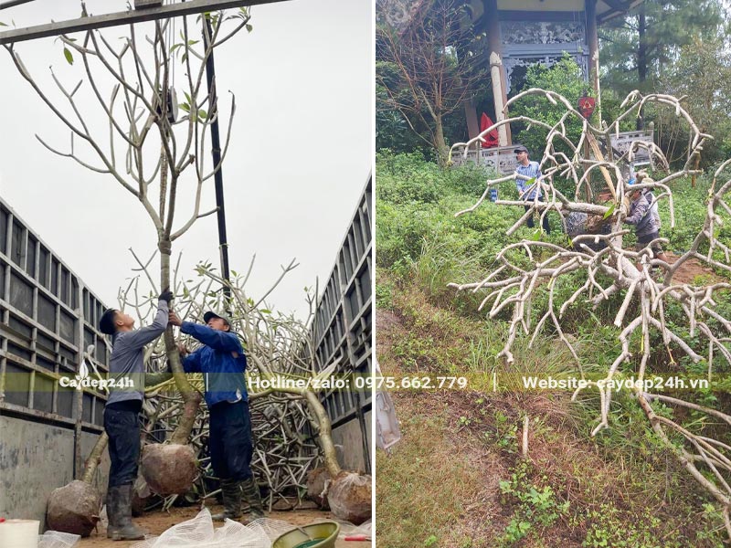 Công nhân kết hợp với xe có cần cẩu nâng hạ và đưa cây đến nơi trồng