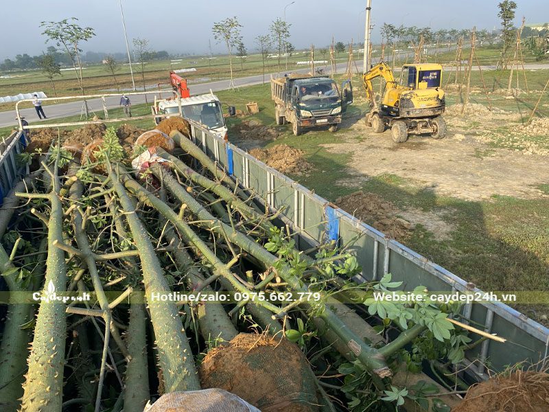 Những xe tải lớn chở cây Mỹ Nhân đến công trình