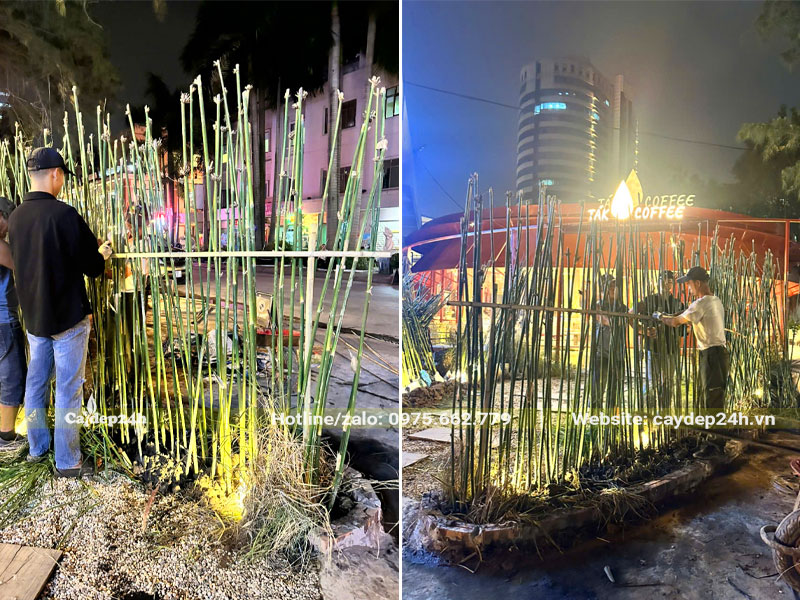 Thi công trồng cây Trúc Cần Cầu, buộc cố định làm hàng rào