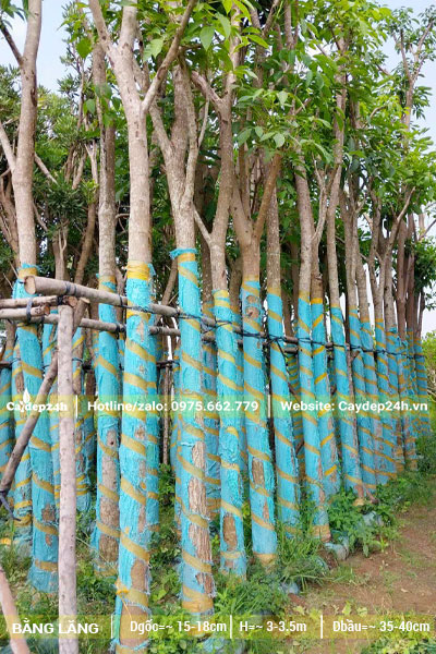 Những hàng cây Bằng Lăng lâu năm, đk gốc 15cm, thoát thân 2,5m