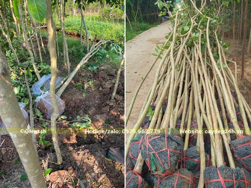 Bứng bầu số lượng lớn cây hoa Bằng Lăng tím đk gốc 3 - 5cm