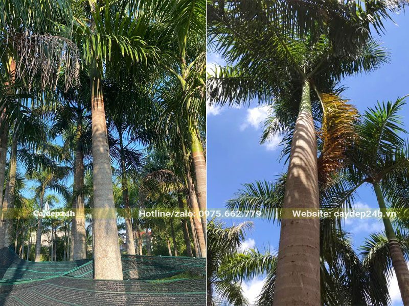 Trồng và dưỡng số lượng lớn cây Cau Vua cao 5 - 6m tại nhà vườn