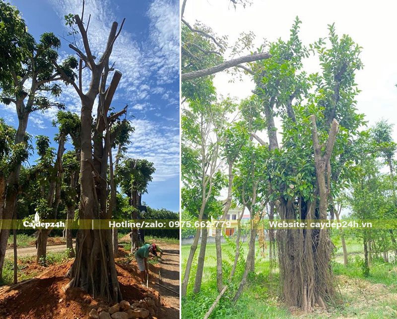 Cây Đa Búp Đỏ công trình chiều cao khoảng 3 - 4m