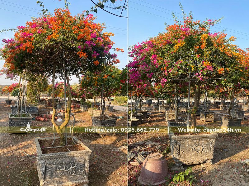 Cây Hoa Giấy lâu năm dáng đẹp, trồng sẵn trong chậu cảnh