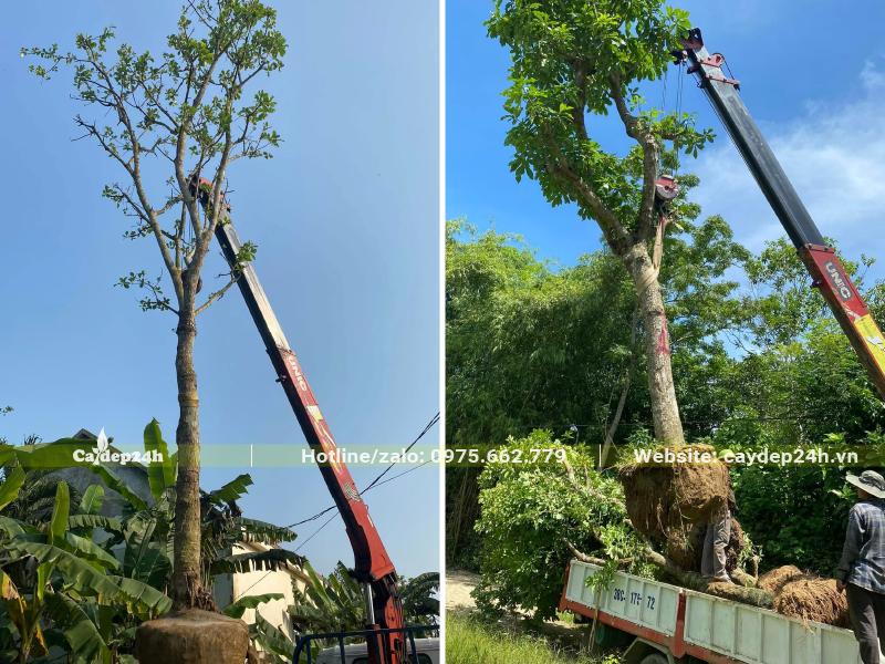 Di chuyển cây Lộc Vừng lên thùng xe bằng cần cẩu