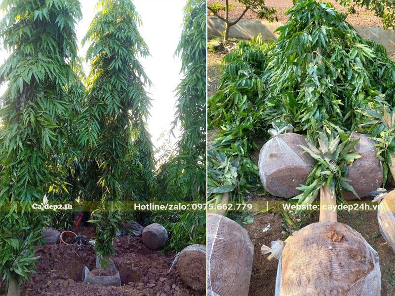 Bứng bầu số lượng lớn cây Hoàng Nam cao 5 - 6m