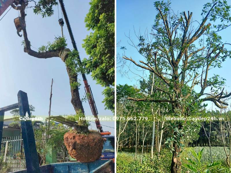 Dừng cần cẩu đưa cây Hồng Xiêm cổ thụ từ vườn lên xe tải