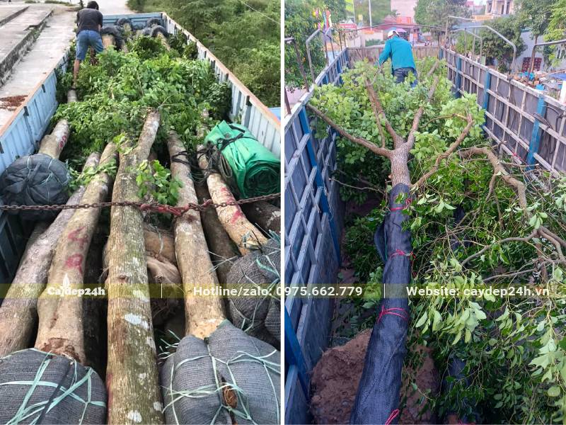 Bán và vận chuyển giao cây Long Não công trình đk gốc 20cm tại Hà Nội