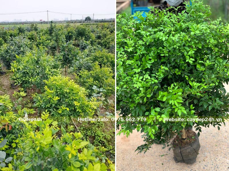 Vườn trồng và dưỡng số lượng lớn cây hoa Nguyệt Quế