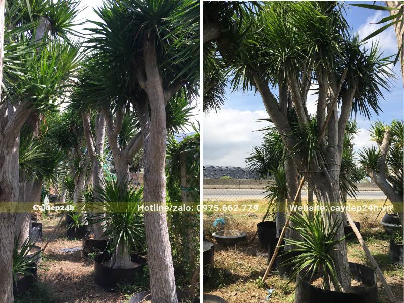 Những hàng Phát Tài Núi dâm ủ bầu nổi, chiều cao từ 3 - 4m