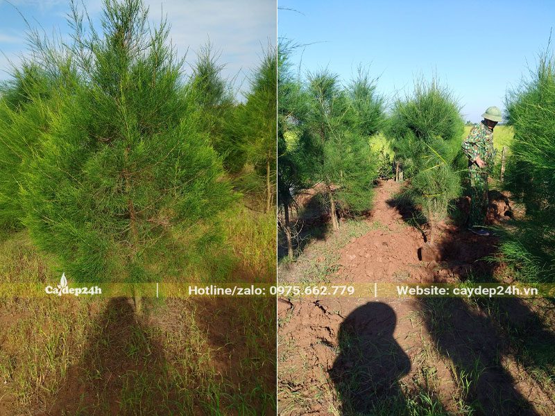 Vườn trồng Phi Lao lâu năm, cây trưởng thành cao từ 1,5 - 2m