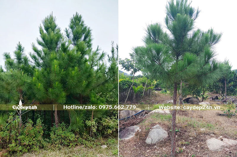 Thông Caribe trồng và dưỡng lâu năm cao 2,5 - 3m