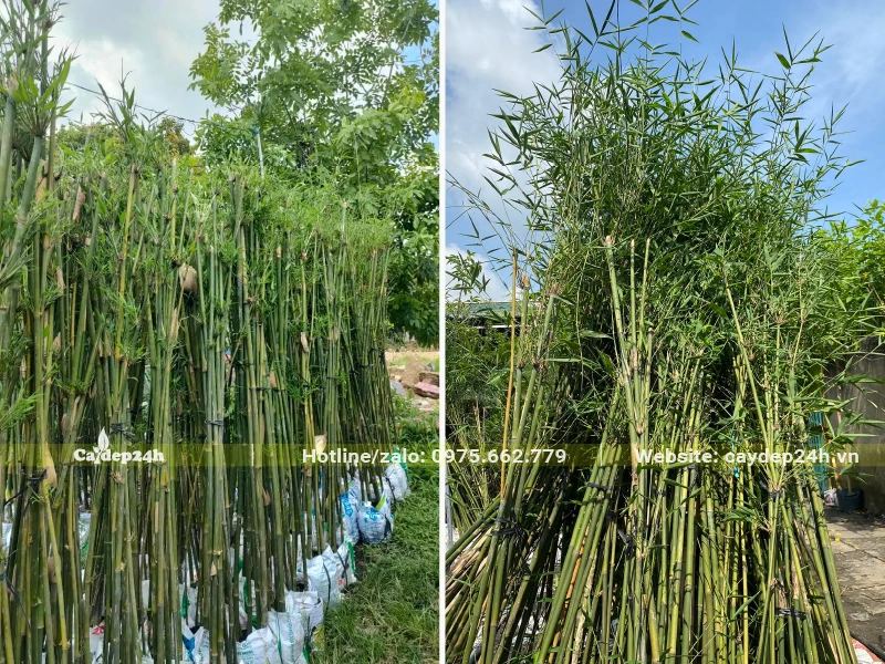 Hàng chục bịch Trúc Cần Câu cao 2 - 2,5m thân và lá xanh mướt