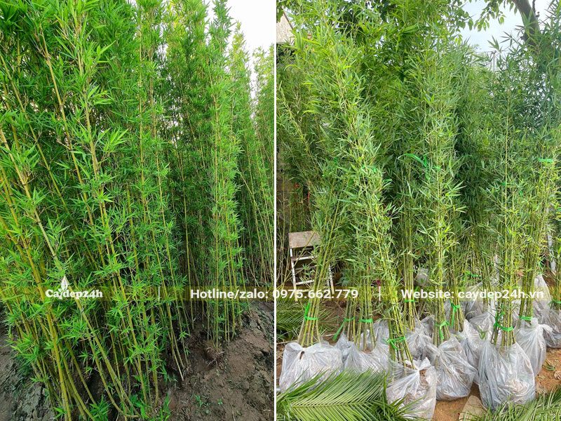 Bán cây Trúc Quân Tử đã dâm ủ kỹ