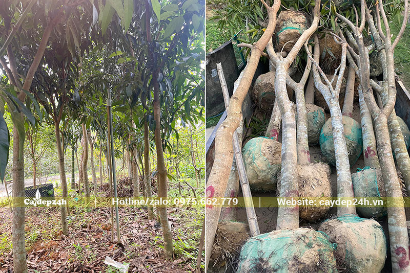 Bứng nóng cay Xoài tại vườn, cắt tỉa tai cành cẩn thận