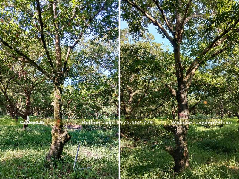 Vườn Hồng Xiêm lâu năm, hàng trăm gốc đường kính từ 25 - 30cm