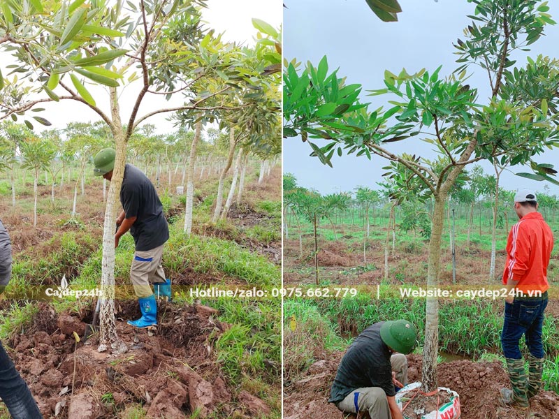 Công nhân đang bứng cây Phong Linh hoa vàng