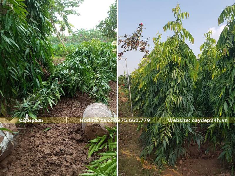 Chọn và cho công nhân bứng nóng cây Hoàng Nam ngay tại vườn