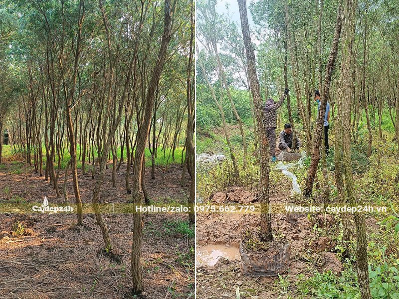 Bứng nóng số lượng lớn cây Liễu Đỏ công trình đk gốc khoảng 8cm