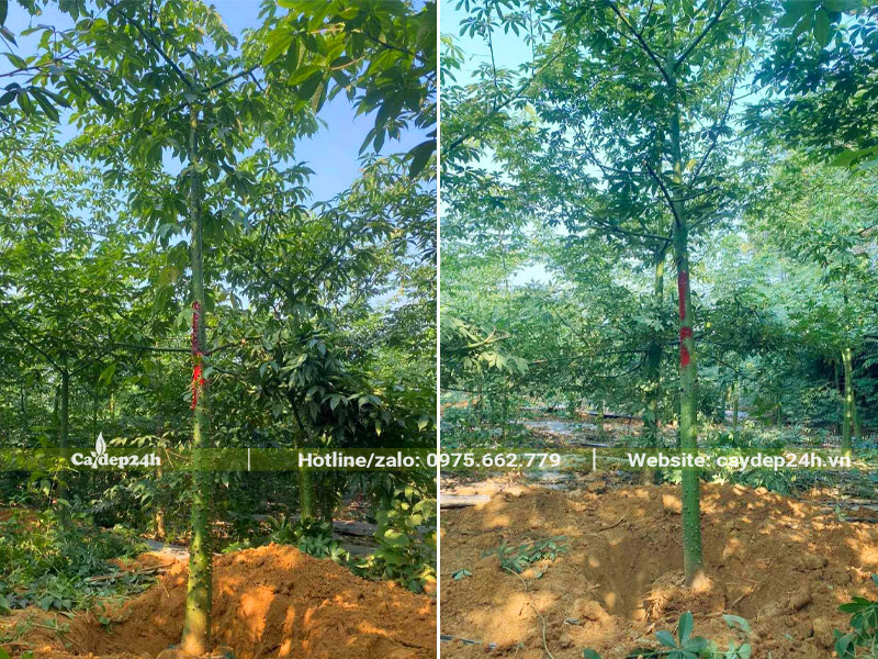 Đánh thẳng cây Mỹ Nhân công trình cao 4m, đường kính gốc ~20cm