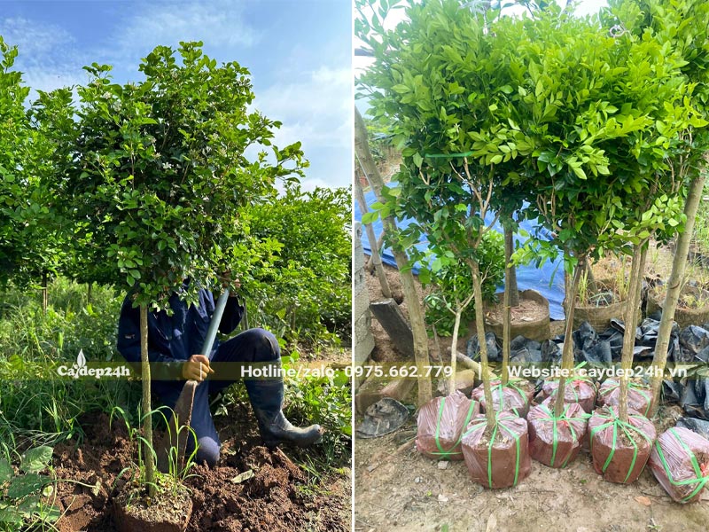 Bứng bầu và bó bầu bằng lưới bọc tự tiêu